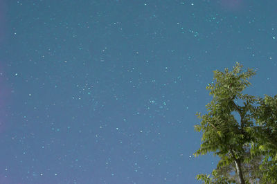 Low angle view of trees against clear blue sky