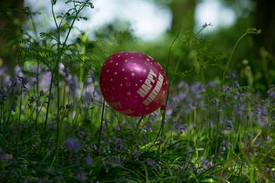 Close-up of colorful ball on land