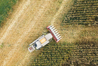 Harvester harvests corn. collect corn cobs with the help of a combine harvester.