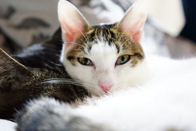 Close-up portrait of cat relaxing at home