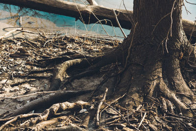 Close-up of tree trunk