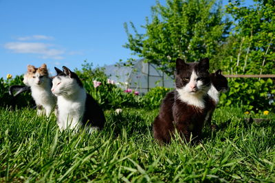 Cats sitting in field