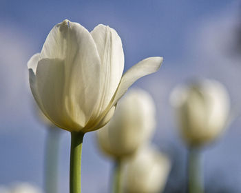 Close-up of white flowering plant against sky