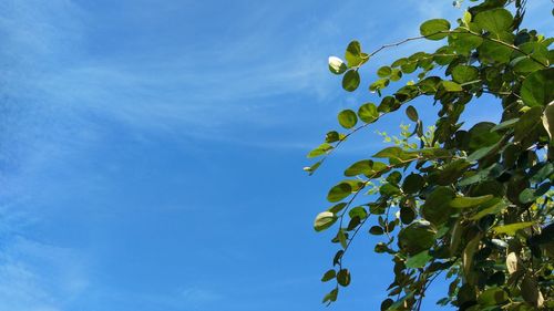 Low angle view of tree against blue sky