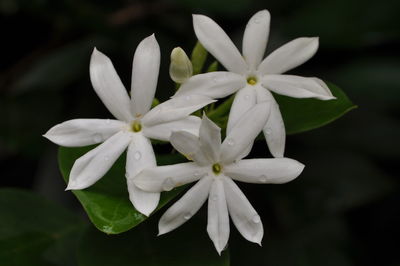 Close-up of white flowers blooming outdoors