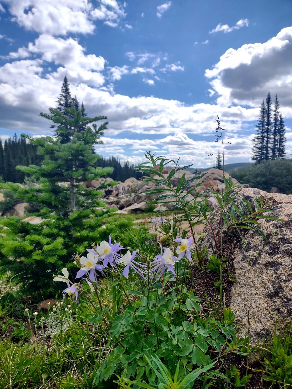 plant, nature, sky, cloud, beauty in nature, mountain, flower, environment, tree, landscape, wilderness, land, flowering plant, scenics - nature, no people, coniferous tree, meadow, pinaceae, pine tree, growth, travel destinations, forest, travel, tranquility, mountain range, woodland, outdoors, pine woodland, grass, day, non-urban scene, tranquil scene, wildflower, garden, tourism, natural environment, vegetation, architecture, field, green, blue, rock