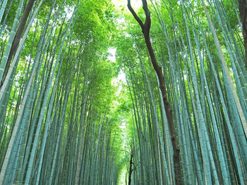 Low angle view of bamboo trees in forest