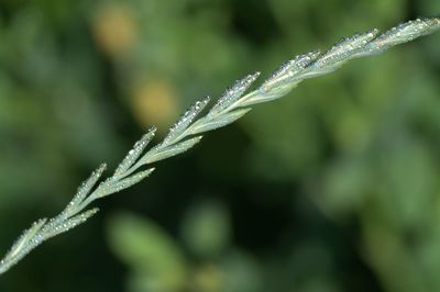 Close-up of plant against blurred background