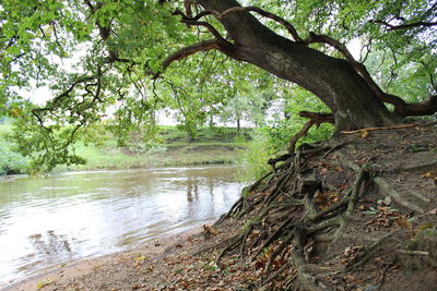 Scenic view of lake in forest