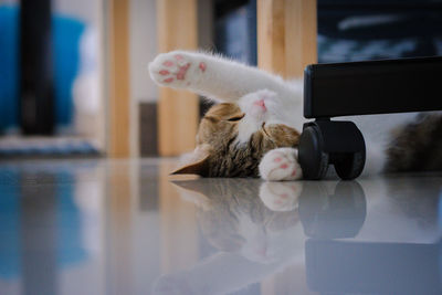 Cute scottish kitten sleep on floor
