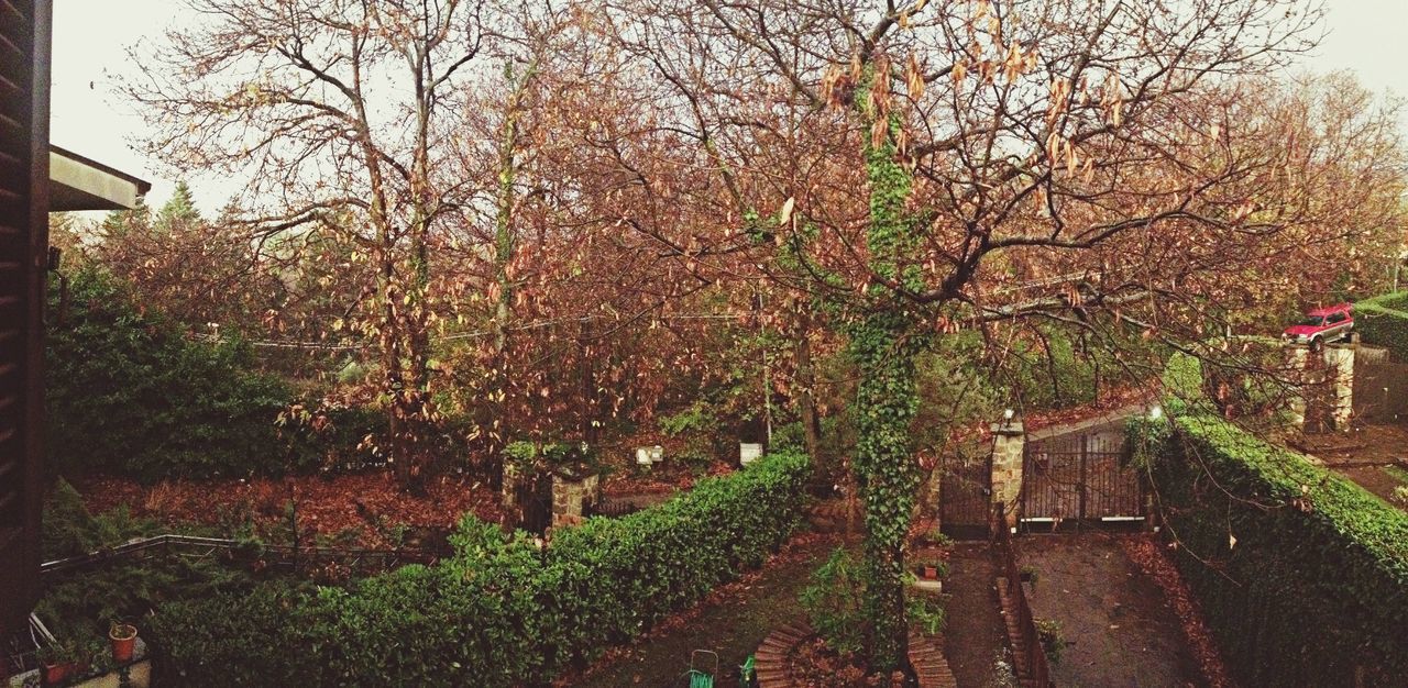 tree, flower, growth, plant, nature, freshness, beauty in nature, branch, park - man made space, footpath, tranquility, day, outdoors, the way forward, clear sky, grass, transportation, blossom, in bloom, formal garden