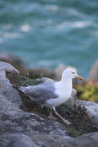 Seagull perching on rock