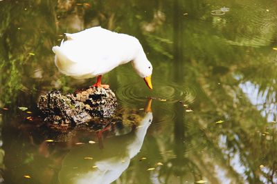 White duck in a lake