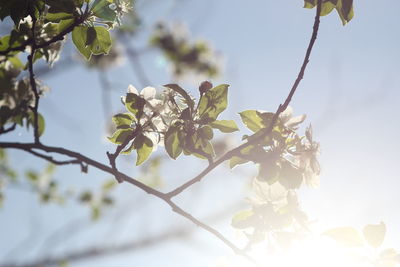 Low angle view of cherry blossoms against sky