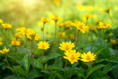 Close-up of bee on yellow flowers blooming in field