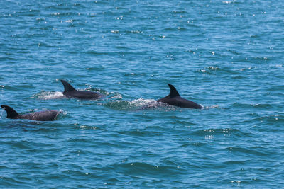 Dolphins swimming in sea