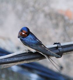 Close-up of insect perching outdoors
