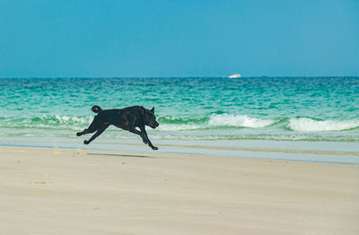 Dog on beach