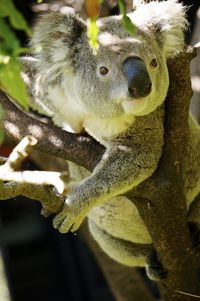 Close-up of lizard on tree