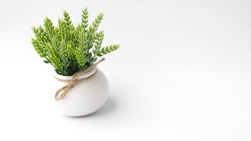 Close-up of potted plant over white background