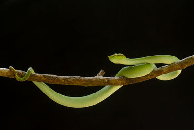 Close-up of lizard on twig against black background