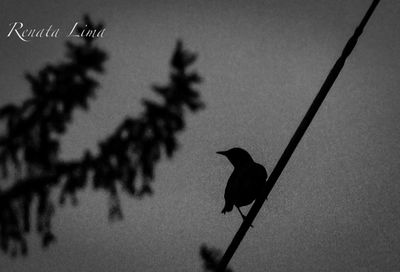 Silhouette bird perching on tree