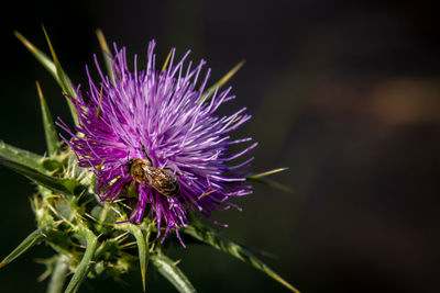 Close-up of bee on purple flower