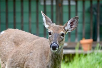 Portrait of deer in zoo