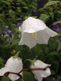 Close-up of water drops on flower