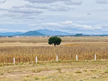 Scenic view of field against sky