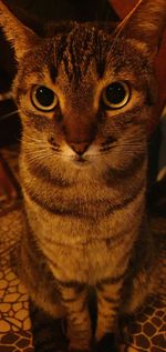 Close-up portrait of tabby cat at home