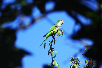 Close-up of insect on green plant
