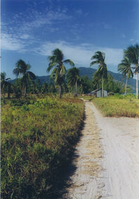 Dirt road amidst palm trees against sky