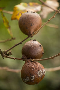 Close-up of fruit growing on tree