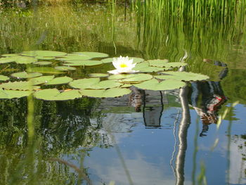 View of lotus water lily in lake