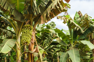 Low angle view of banana tree