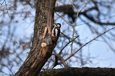 Bird perching on tree against sky