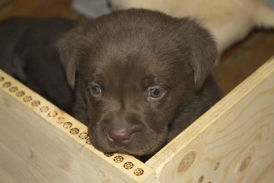 Close-up portrait of a dog