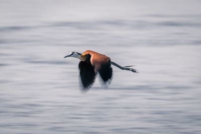 Bird in lake