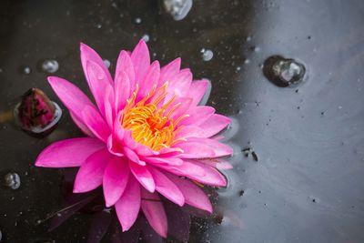 High angle view of pink water lily in pond