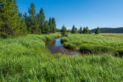 Rocky mountain national park landscape of stream and grasses with trees and mountains 