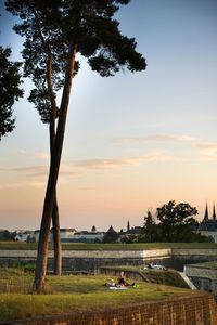 Trees on field against sky during sunset