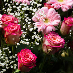 Close-up of pink roses