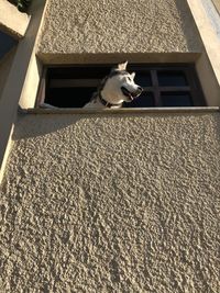 High angle view of cat by building
