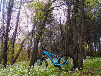 Bicycle by bare trees in forest