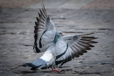 Close-up of pigeon flying