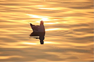 Silhouette bird flying over lake against orange sky