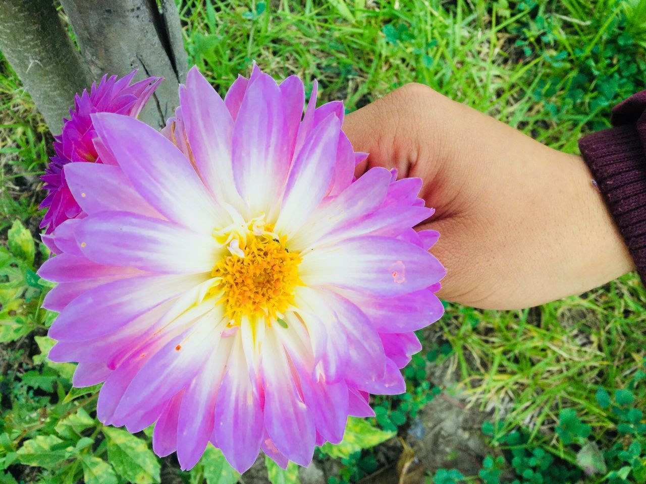 flowering plant, flower, plant, beauty in nature, freshness, fragility, vulnerability, petal, human hand, hand, flower head, growth, inflorescence, real people, close-up, one person, nature, human body part, day, holding, outdoors, finger, pollen, purple