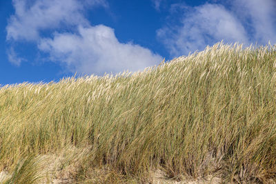 High angle view of stalks in field against sky