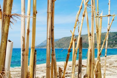 Damaged bamboos at beach against sky